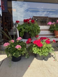 Geranium Planter