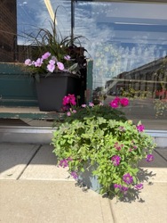 Mixed Square Patio Pot