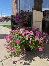 Petunia Planter