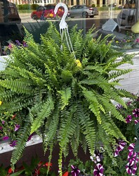 Fern from Pennycrest Floral in Archbold, OH