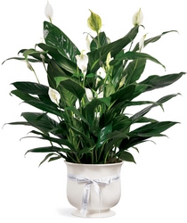 Comfort Planter from Pennycrest Floral in Archbold, OH