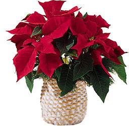 FTD Red Poinsettia Basket (Sm) from Pennycrest Floral in Archbold, OH