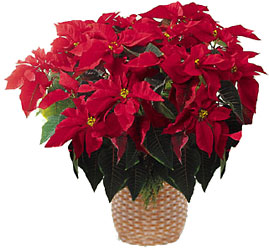 FTD Red Poinsettia Basket (Lg) from Pennycrest Floral in Archbold, OH