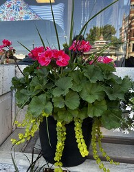 Geranium Pot from Pennycrest Floral in Archbold, OH
