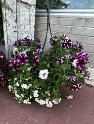 Hanging Basket from Pennycrest Floral in Archbold, OH